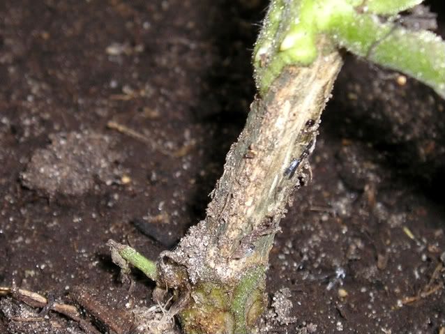Stem rot on large garden tomato photo sblight1-1.jpg